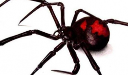 动漫蜘蛛,穿梭时空的神秘织网者